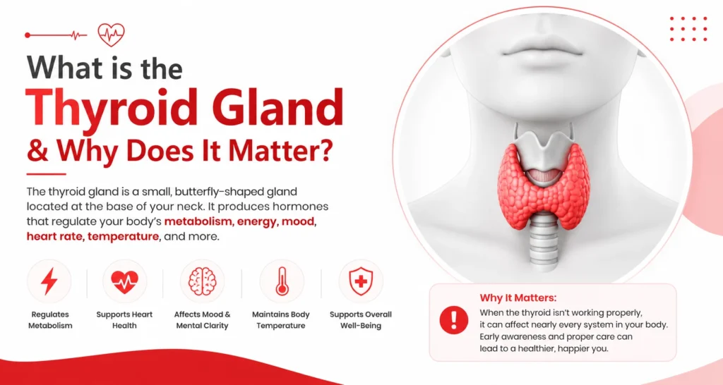 What is the Thyroid Gland & Why Does It Matter?